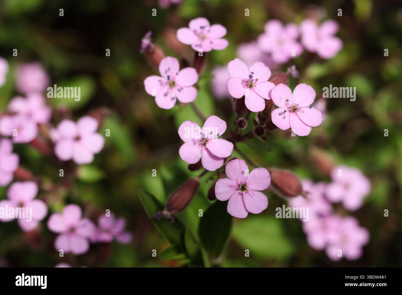 Saponaria ocimoides, il soapwort di roccia o Ted di tumbling Foto Stock