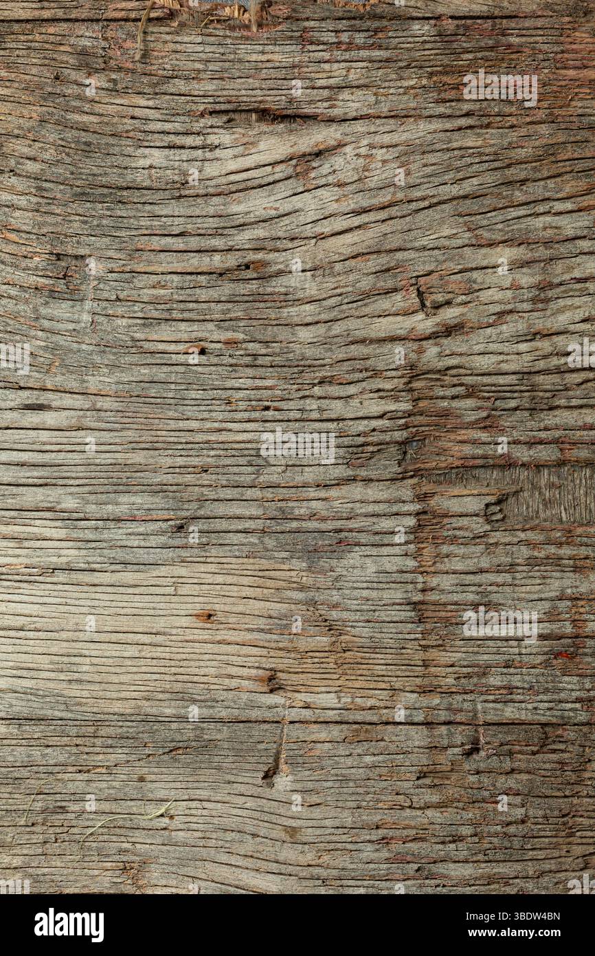 superficie in legno grigio con struttura organica. Ideale per l'uso in design grafico, mockup architettonici o sfondi di prodotti. Foto Stock