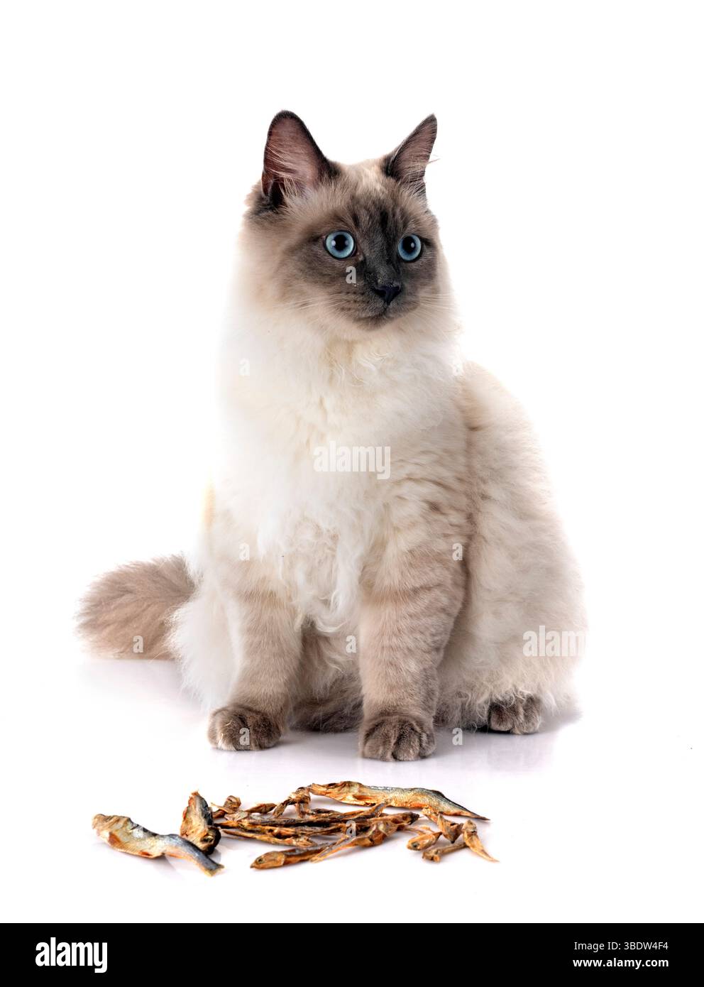 gatto siberiano di fronte a sfondo bianco Foto Stock