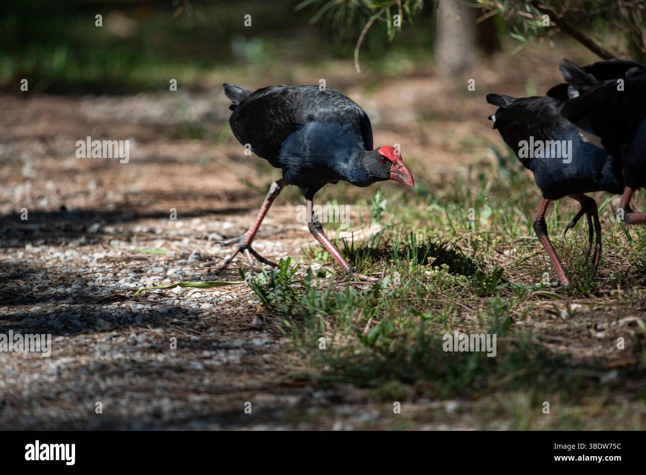 pea hen che attraversa le zone umide Foto Stock