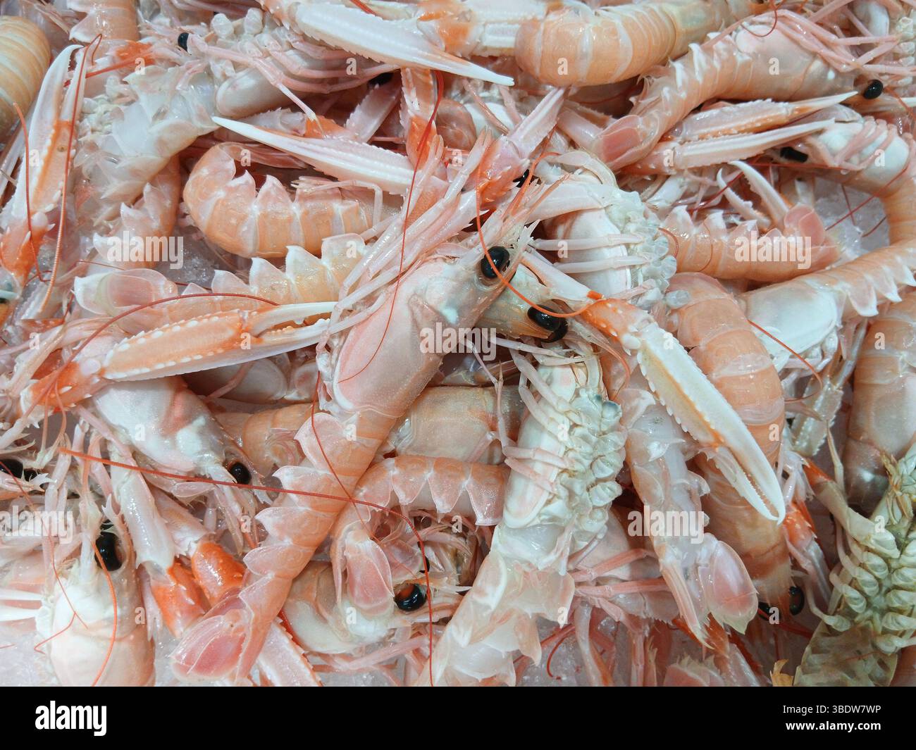 Gli scampi freschi sono esposti su un letto di ghiaccio in un mercato, con le loro vivaci tonalità rosa e bianco Foto Stock