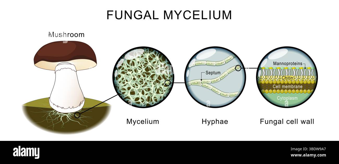 Anatomia dei funghi. Funghi, micelio, hyphae. Chitina e struttura della parete delle cellule fungine. Primo piano del micelio filamentoso. Illustrazione vettoriale di alta qualità Illustrazione Vettoriale