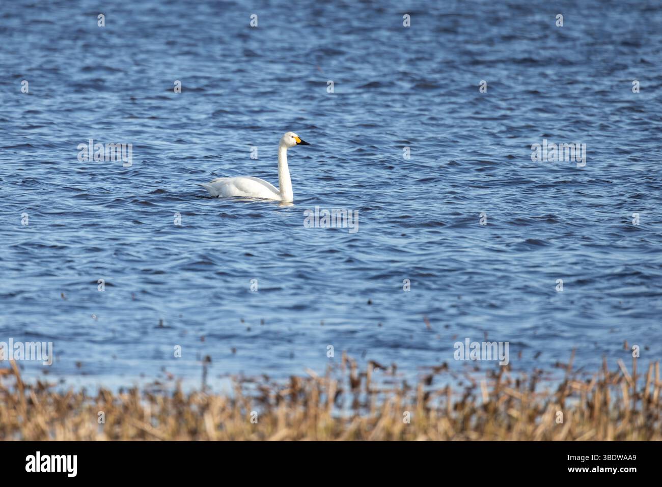 Il cigno bianco scivola senza sforzo attraverso le calme acque blu del lago in mezzo a canne sparse, evocando sensazioni di tranquillità e armonia con la natura in una macchia Foto Stock