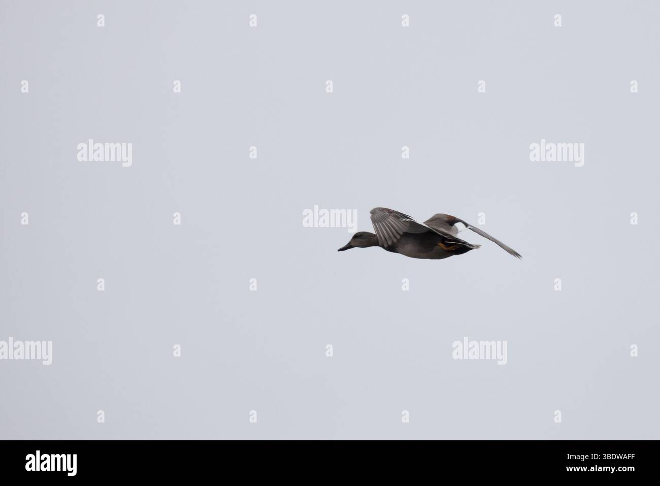 Anatra selvaggia che vola attraverso il cielo, catturata a metà volo in un'atmosfera tranquilla e limpida. L'immagine ritrae la libertà, il movimento e la grazia di avi Foto Stock