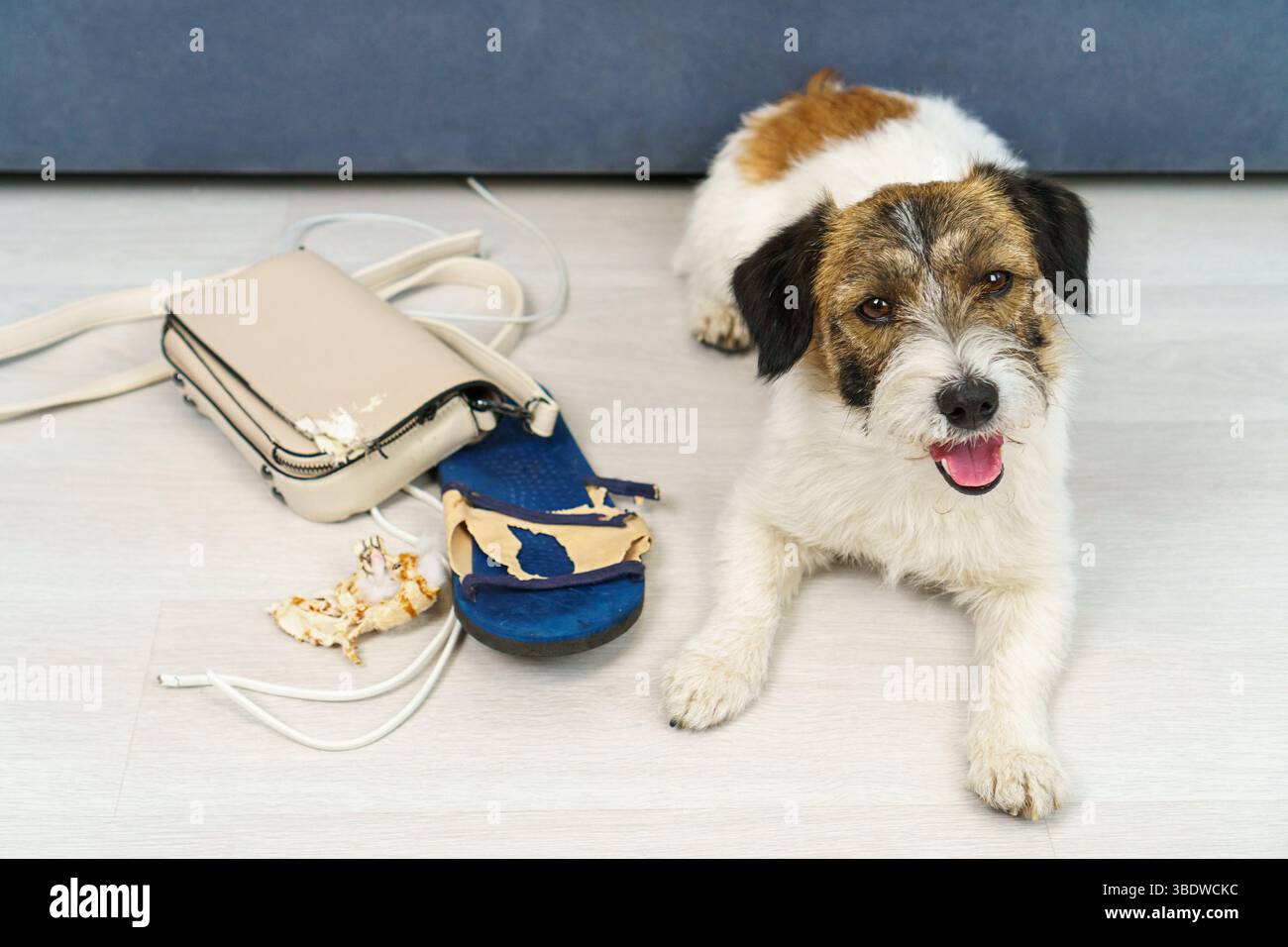 Cattivo comportamento da cane a casa, cose strappate. Foto Stock