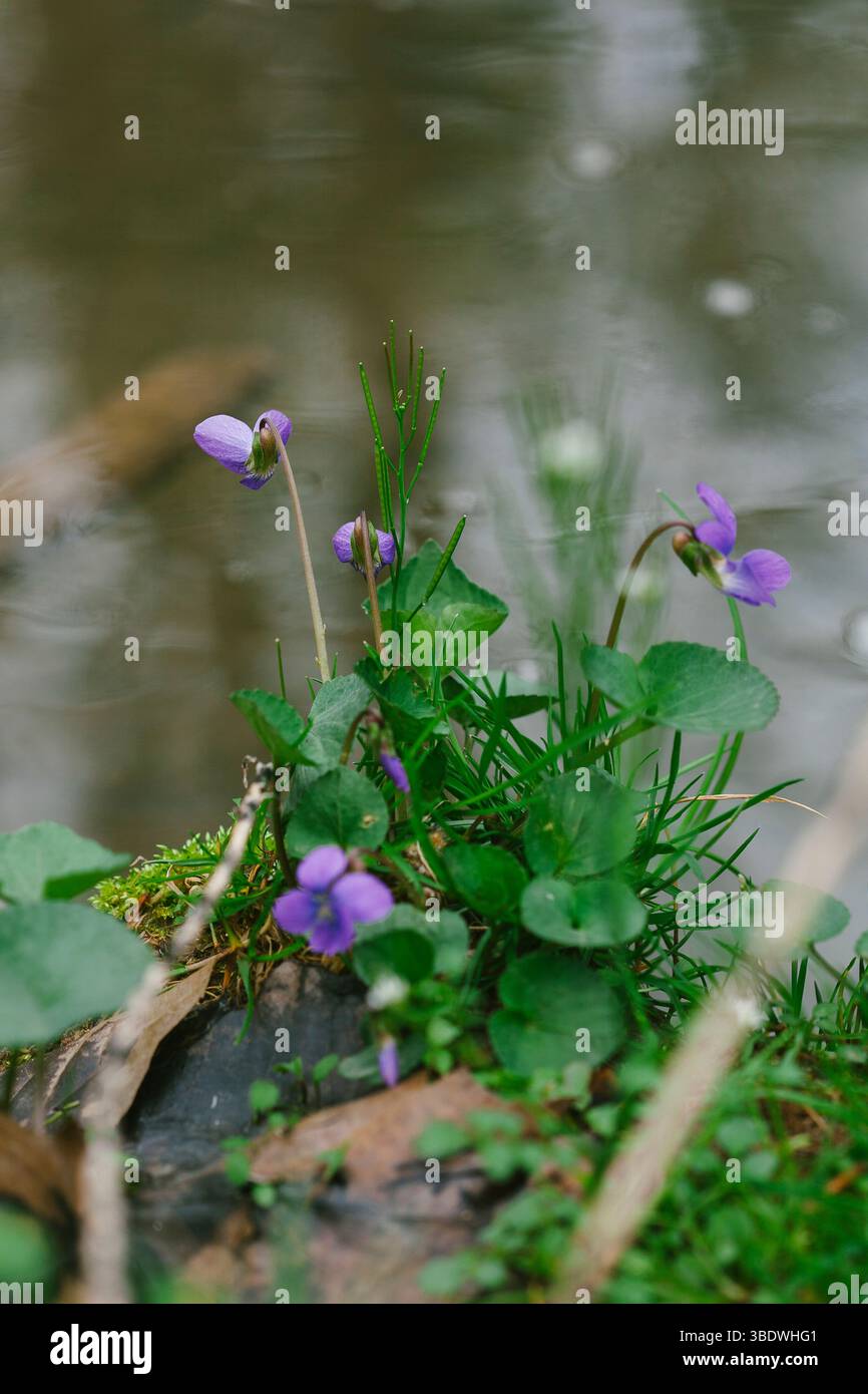 I fiori violetti selvatici crescono lungo un corpo d'acqua Foto Stock