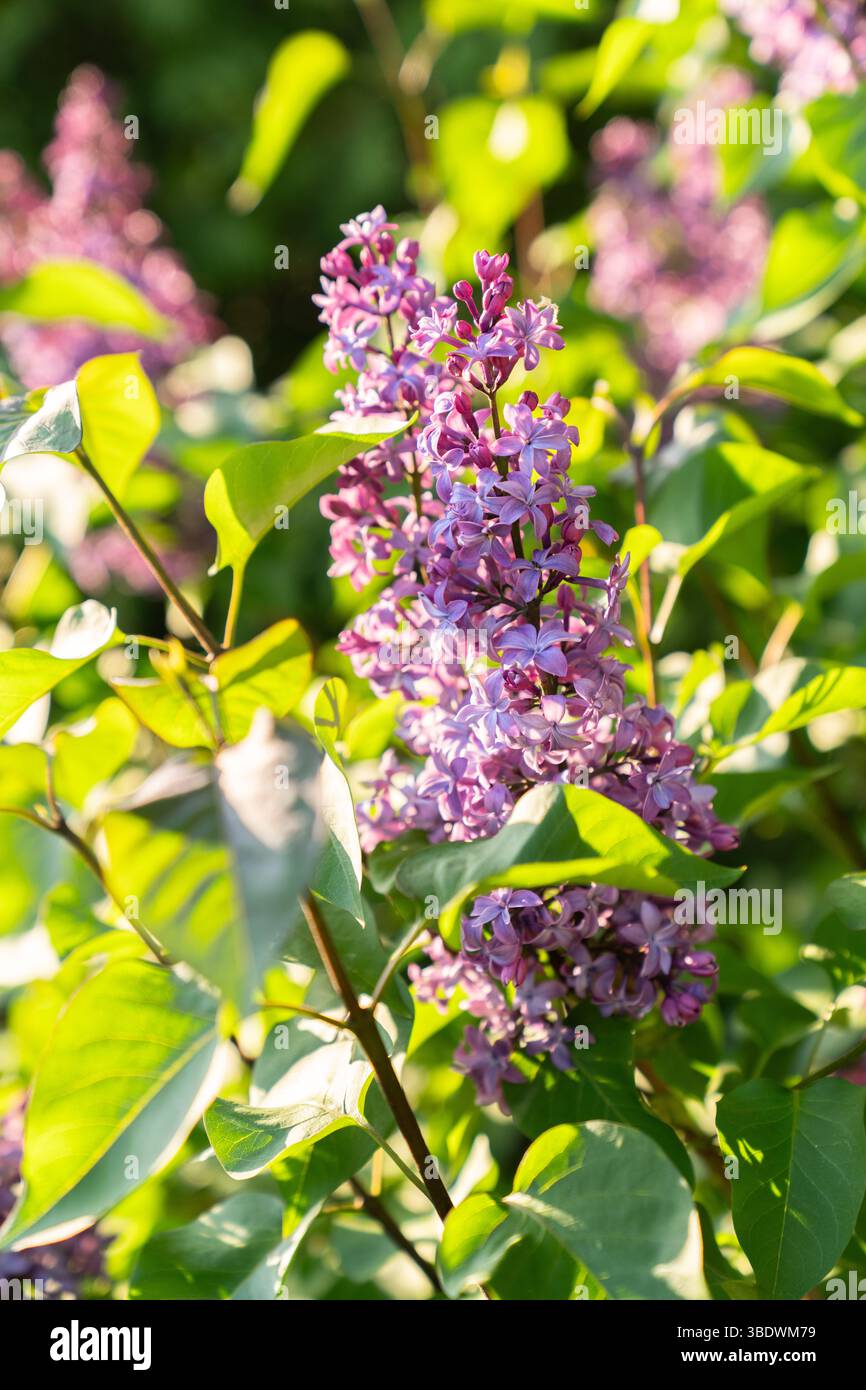 Lilac Bloom alla luce del sole dorato Foto Stock