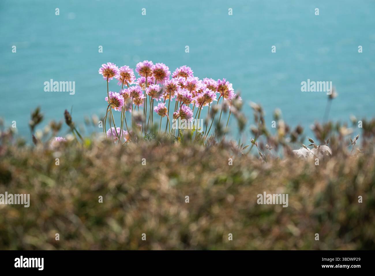 Splendida vista sui fiori rosa vicino alle scogliere bianche Seven Sisters Foto Stock