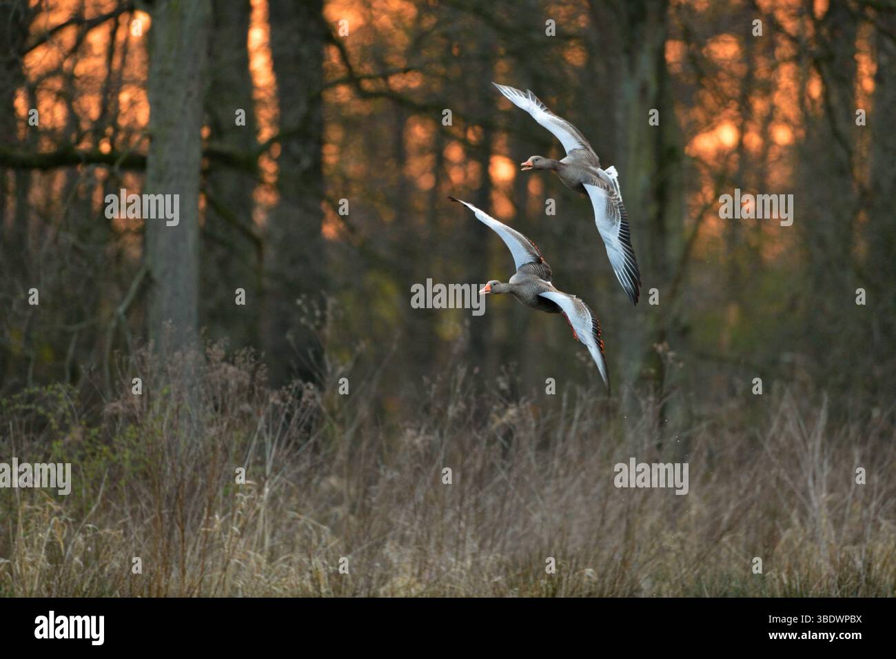 dopo il tramonto... Greylag Geese * Anser anser * volando verso i loro fusti nelle canne, due oche volanti di fronte a uno sfondo naturale, l'Europa Foto Stock
