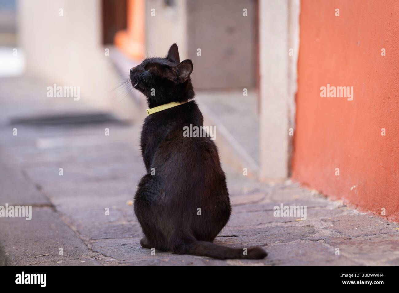 Gatto domestico di capelli corti neri seduto per strada. Gatti a Tenerife. Strada stretta a Vilaflor. Ritratto di un gatto nero. Foto Stock