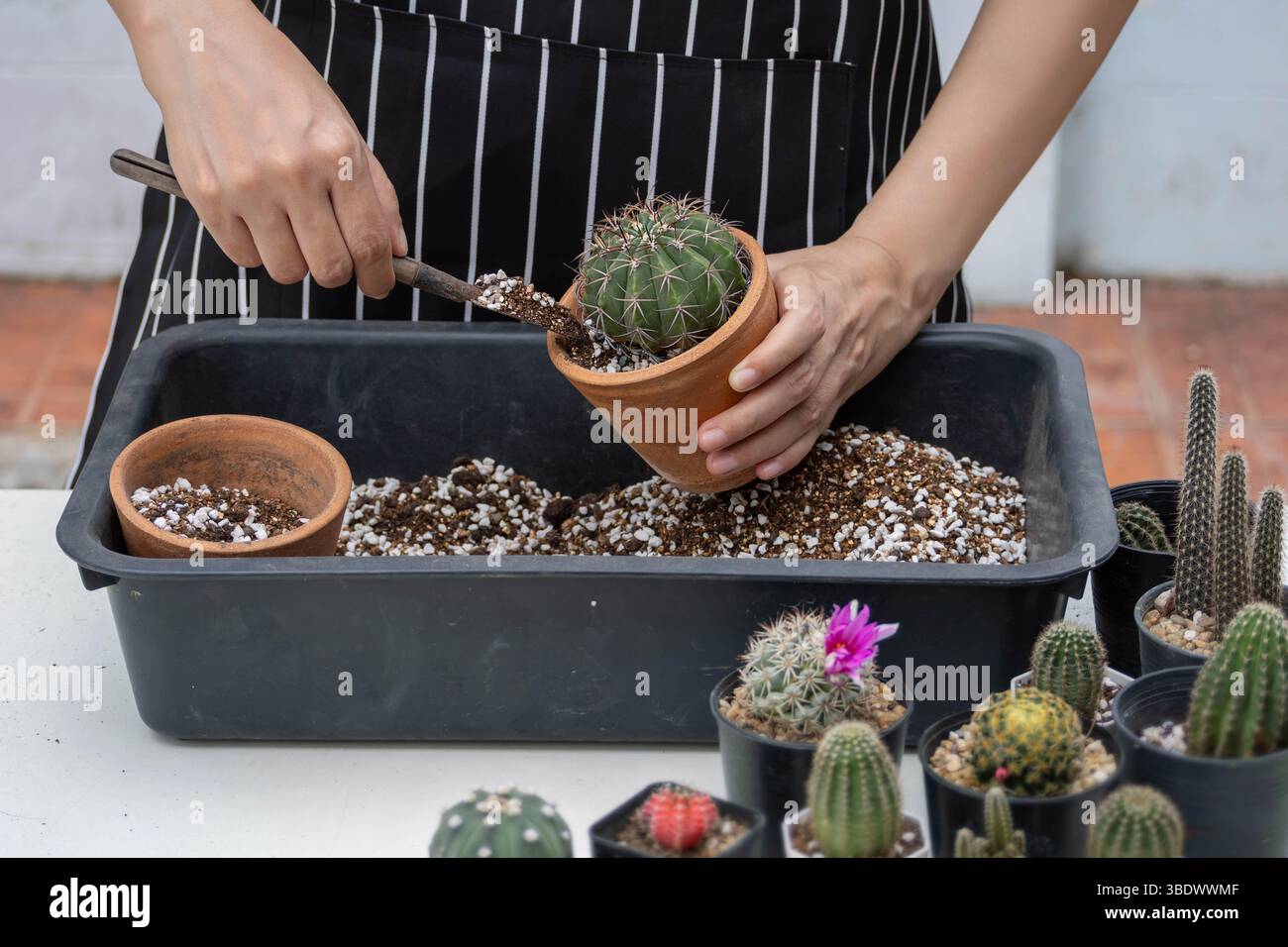 una persona anonima si diverte a piantare il vaso di cactus, a piantare hobby, a usare una piccola pala per raccogliere il terreno e metterlo nel vaso di cactus Foto Stock una persona anonima si diverte a piantare il vaso di cactus, a piantare hobby, a usare una piccola pala per raccogliere il terreno e metterlo nel vaso di cactus Foto Stock