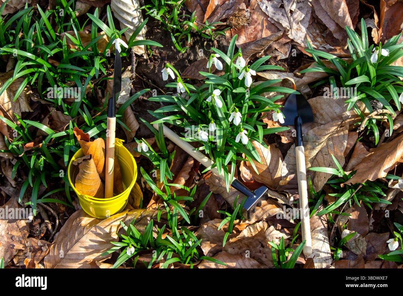 Attrezzi da giardino in un secchio giallo e tra foglie e nevi. Foto Stock