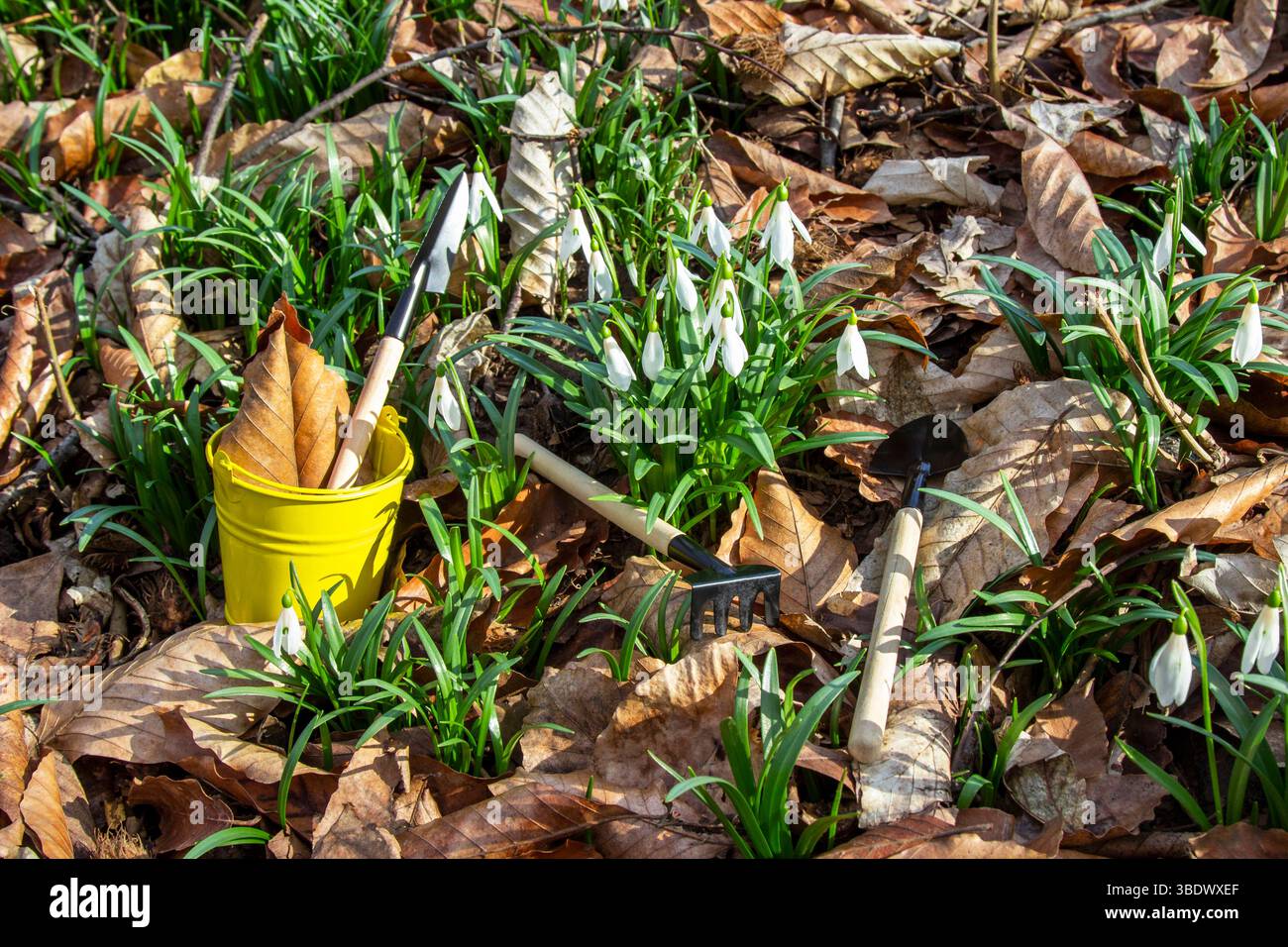 Rastrelli e pale tra vecchie foglie gialle e gocce di neve. In un secchio giallo sono presenti una pala e una foglia secca. Foto Stock