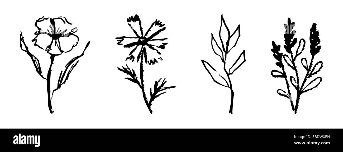 Disegno floreale della linea estiva di fiori selvatici femminili e floreali. Elementi minimal alla moda erbe da sposa, fiori minimalisti con foglie eleganti. Tatuaggio piccolo, elegante rustico. Illustrazione vettoriale Illustrazione Vettoriale