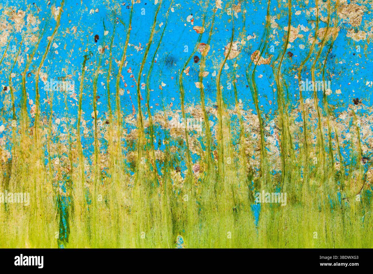 Scafo dello yacht ricoperto di vegetazione dopo un lungo soggiorno in acqua. Organismi marini sullo scafo e alghe verdi. Foto Stock