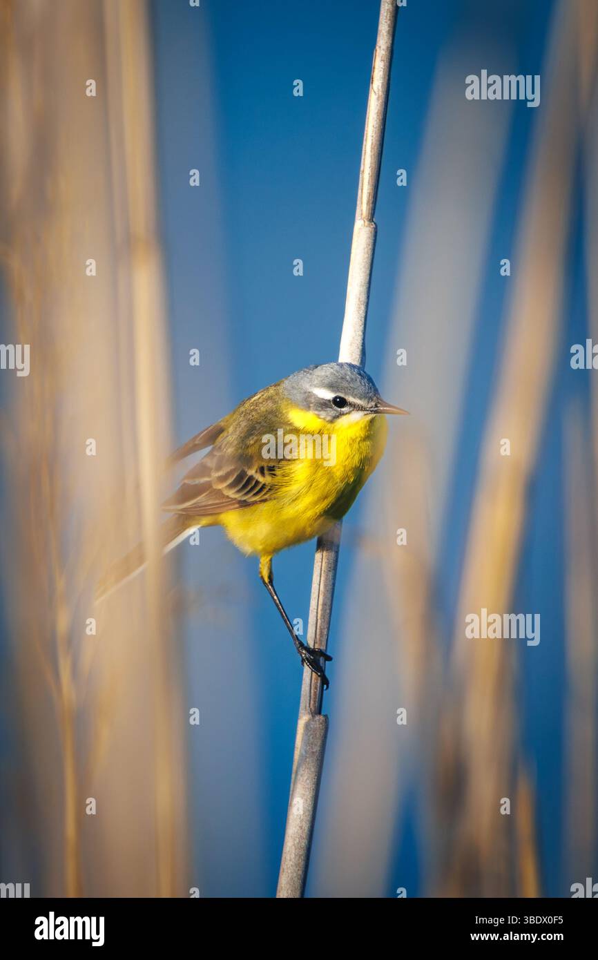Una coda d'acqua gialla si aggancia graziosamente a uno stelo di canne, la sua vivace pancia gialla che si illumina di luce calda. Con la sua postura delicata, la coda lunga e lo charac Foto Stock