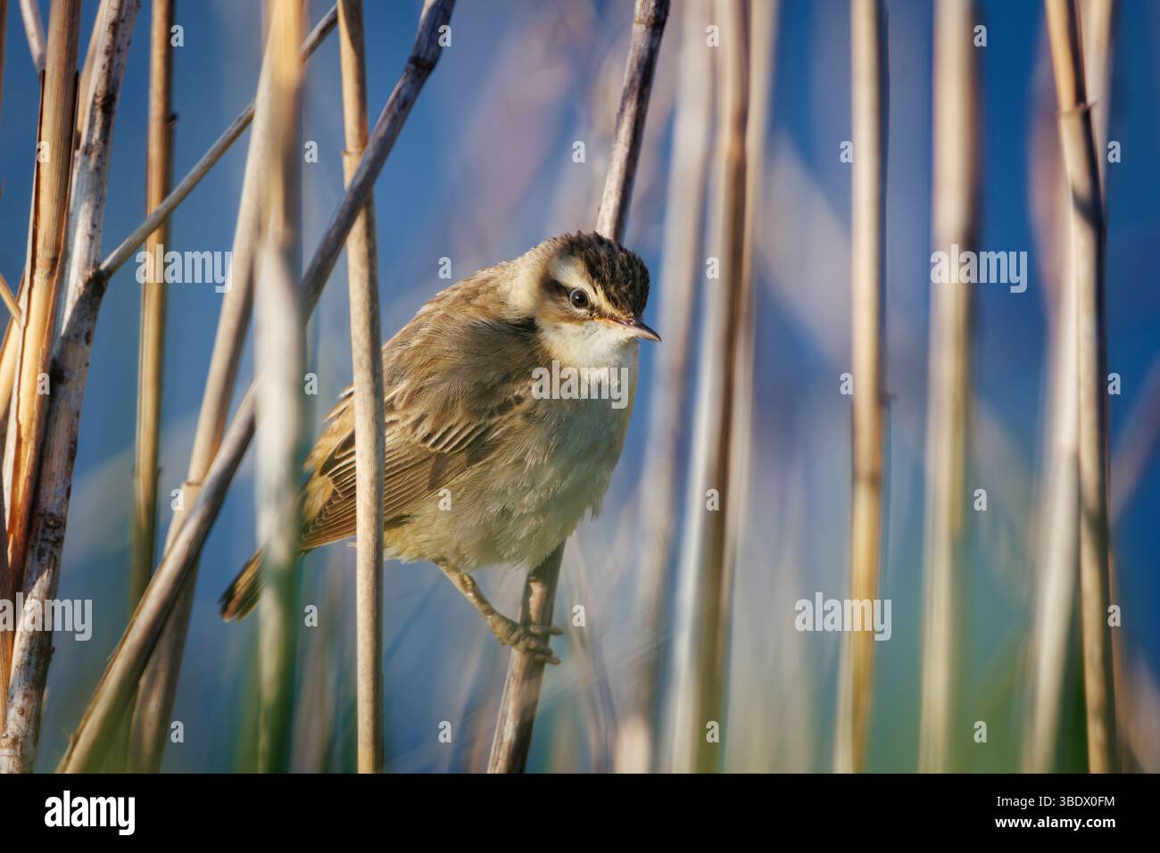 Trzciniak. Una parrucchiera si fonde perfettamente con le canne, le sue calde tonalità marroni e la testa striata mimetizzata nella vegetazione paludosa. Questo energet Foto Stock