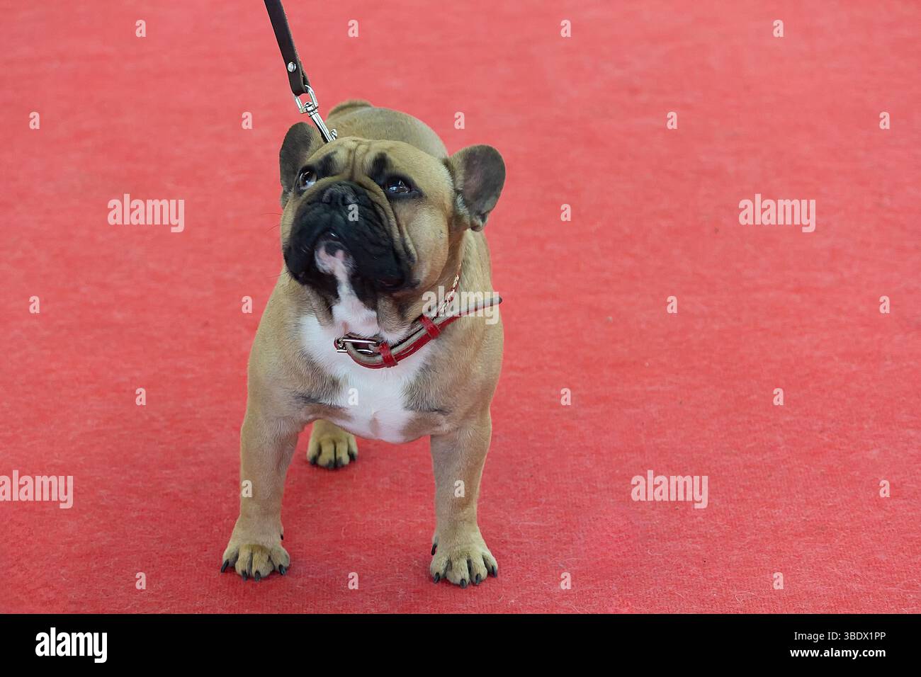 Giovane bulldog francese alla mostra canina. Animali domestici Foto Stock