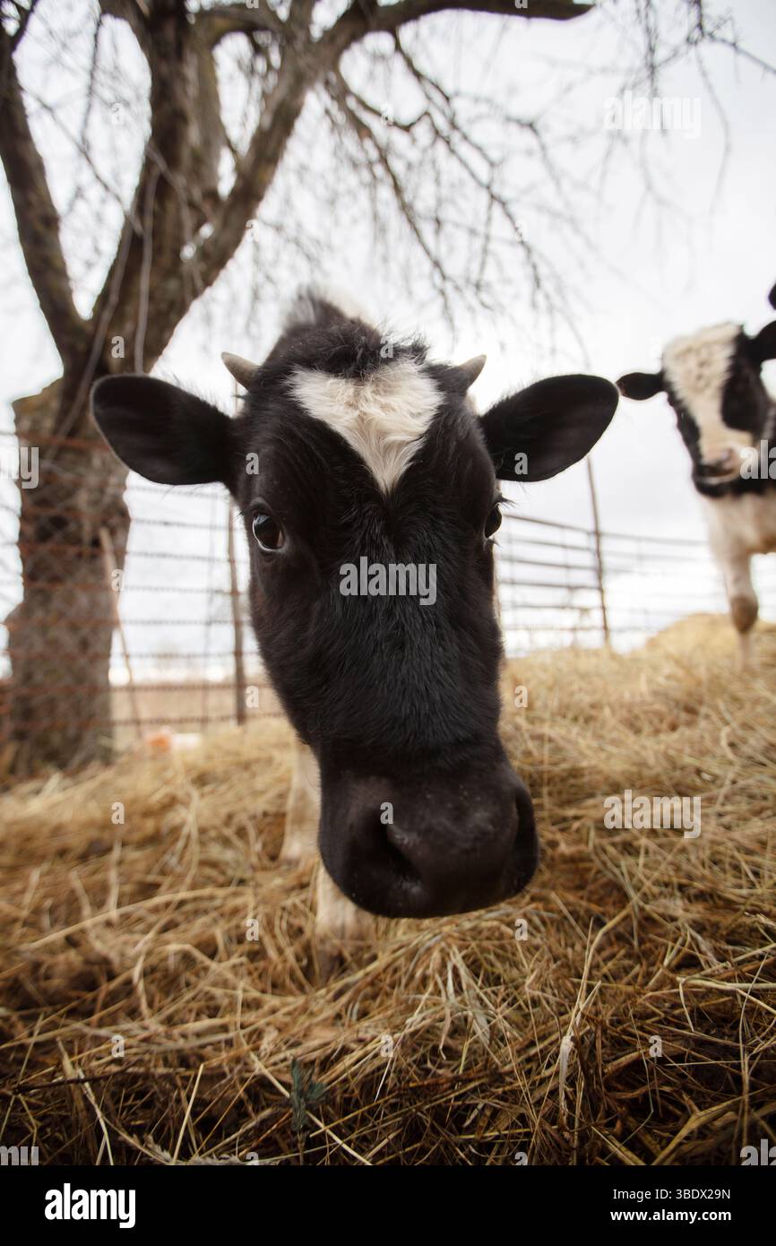 Una mucca in bianco e nero con una macchia bianca sul volto guarda la fotocamera. La mucca è in un campo con fieno e alberi sullo sfondo Foto Stock