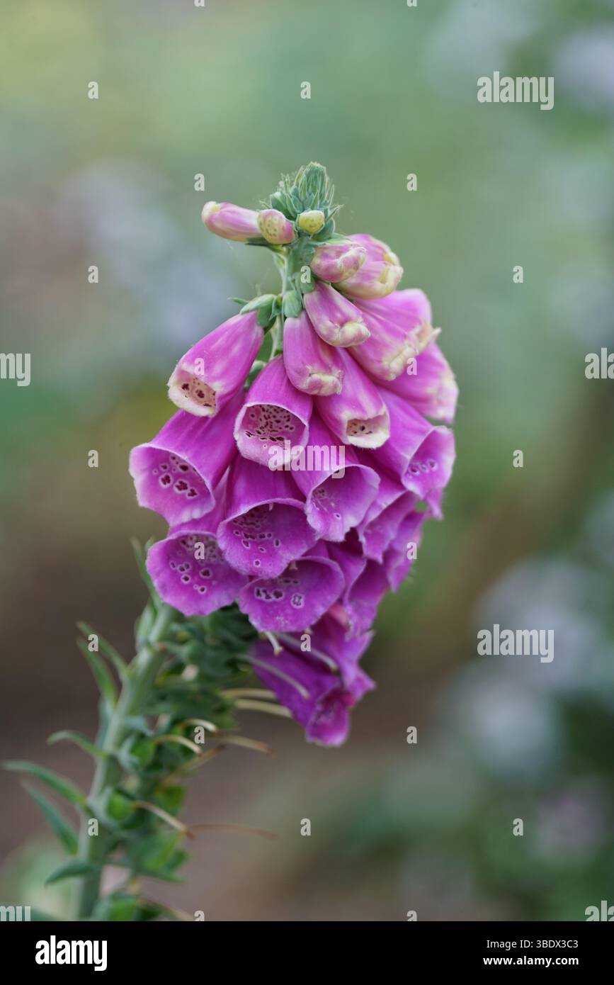 Primo piano di un vivace fiore viola Foxglove in Bloom. Chichester, Regno Unito Foto Stock