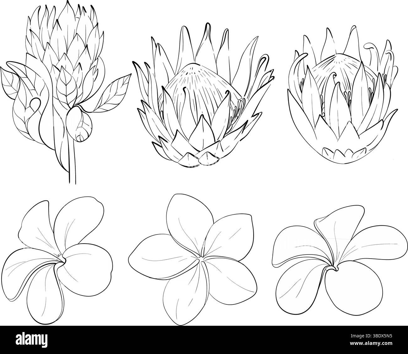Clipart tropicale vettoriale - fiori di protea e frangipanies. Fiori esotici. Silhouette nera del circuito. Per il design di matrimoni, biglietti, stampe Illustrazione Vettoriale