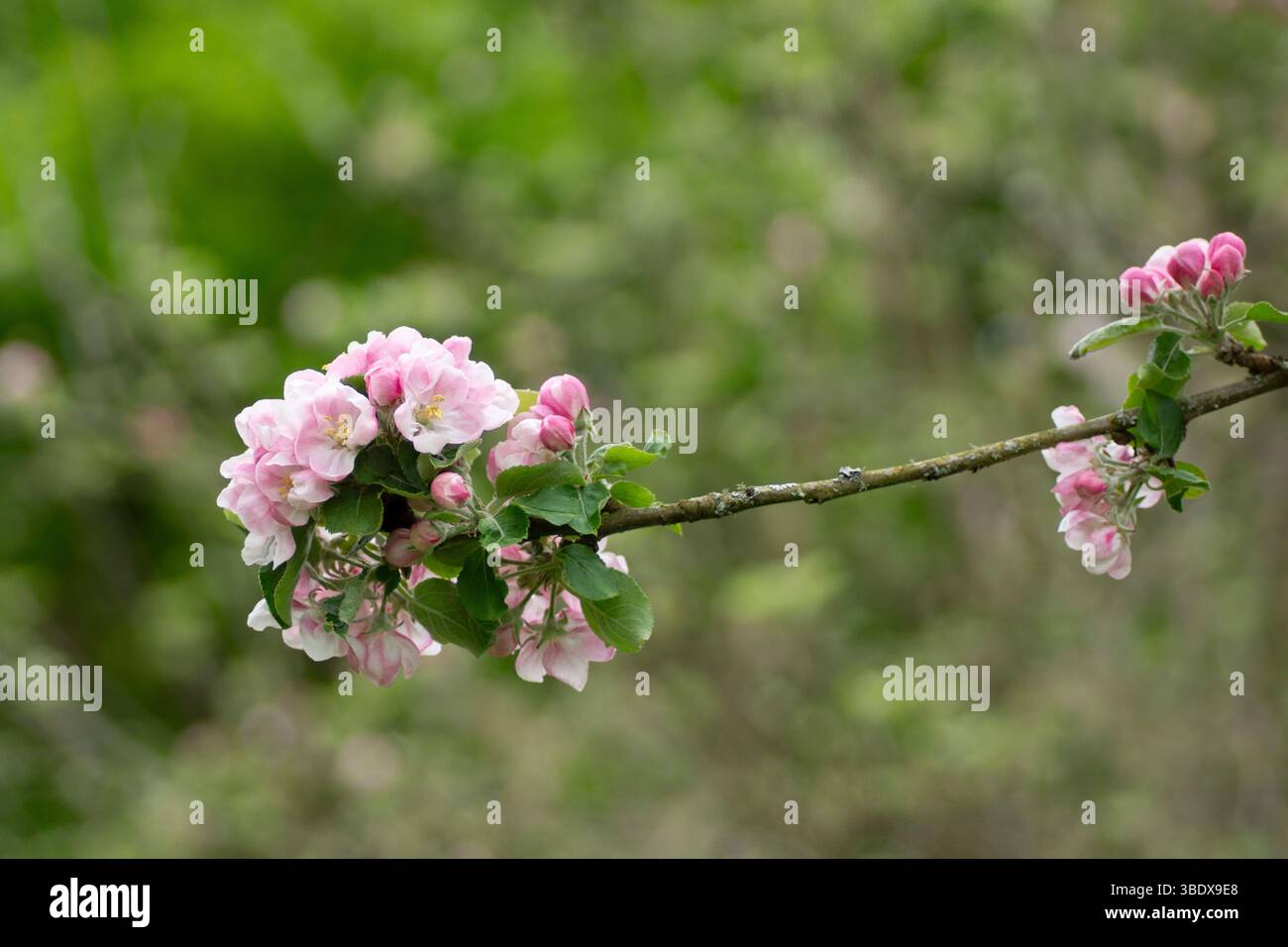 Fiori di Malus domestica "Gelli Aur Cooker" Foto Stock