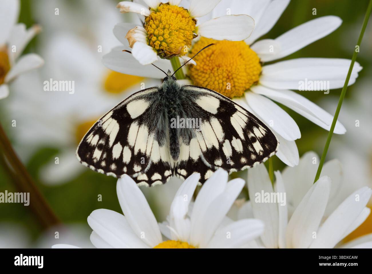 Marbled White Butterfly si nutre di una margherita Oxeye in un prato, Inghilterra, Regno Unito. Foto Stock