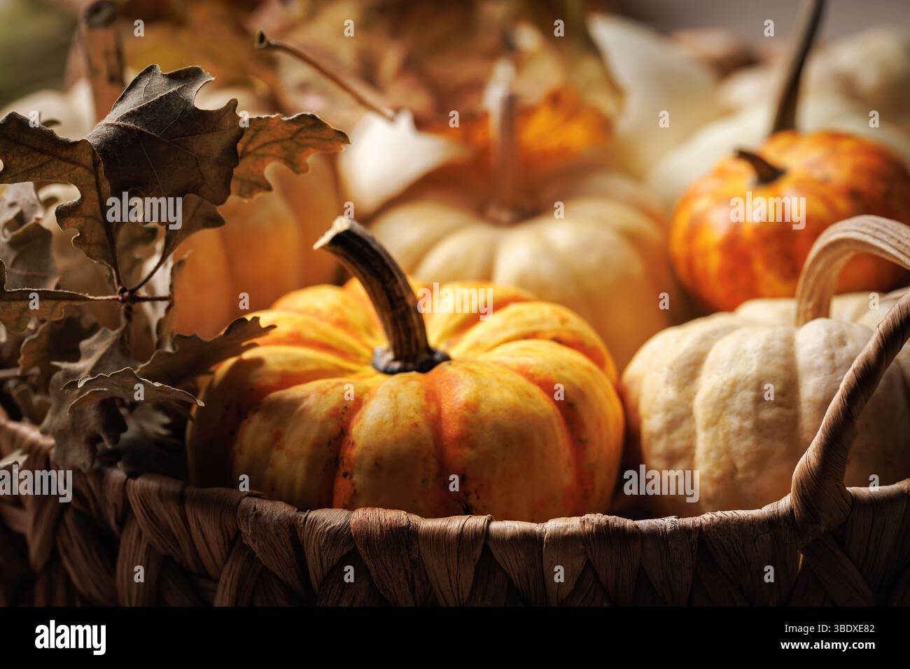 Primo piano di mini zucche e foglie di quercia nel cestello Foto Stock