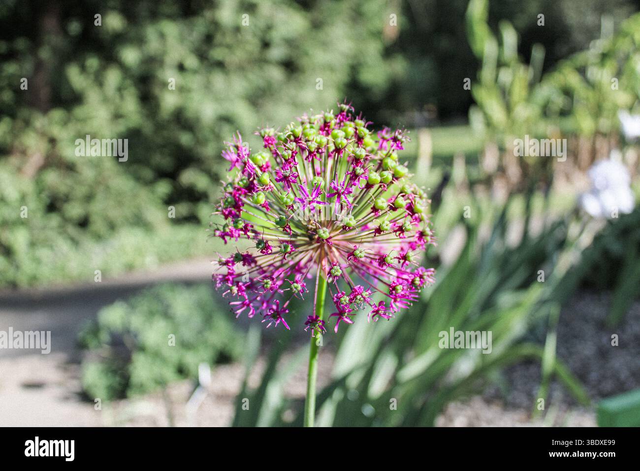 Primo piano di Allium Flower in Bloom – Abstract Nature Photography Foto Stock