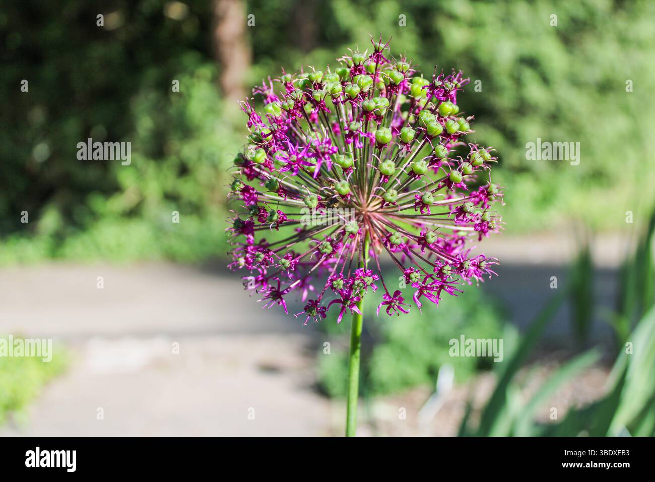 Dettaglio artistico di Blooming Allium – moderna struttura floreale in natura Foto Stock