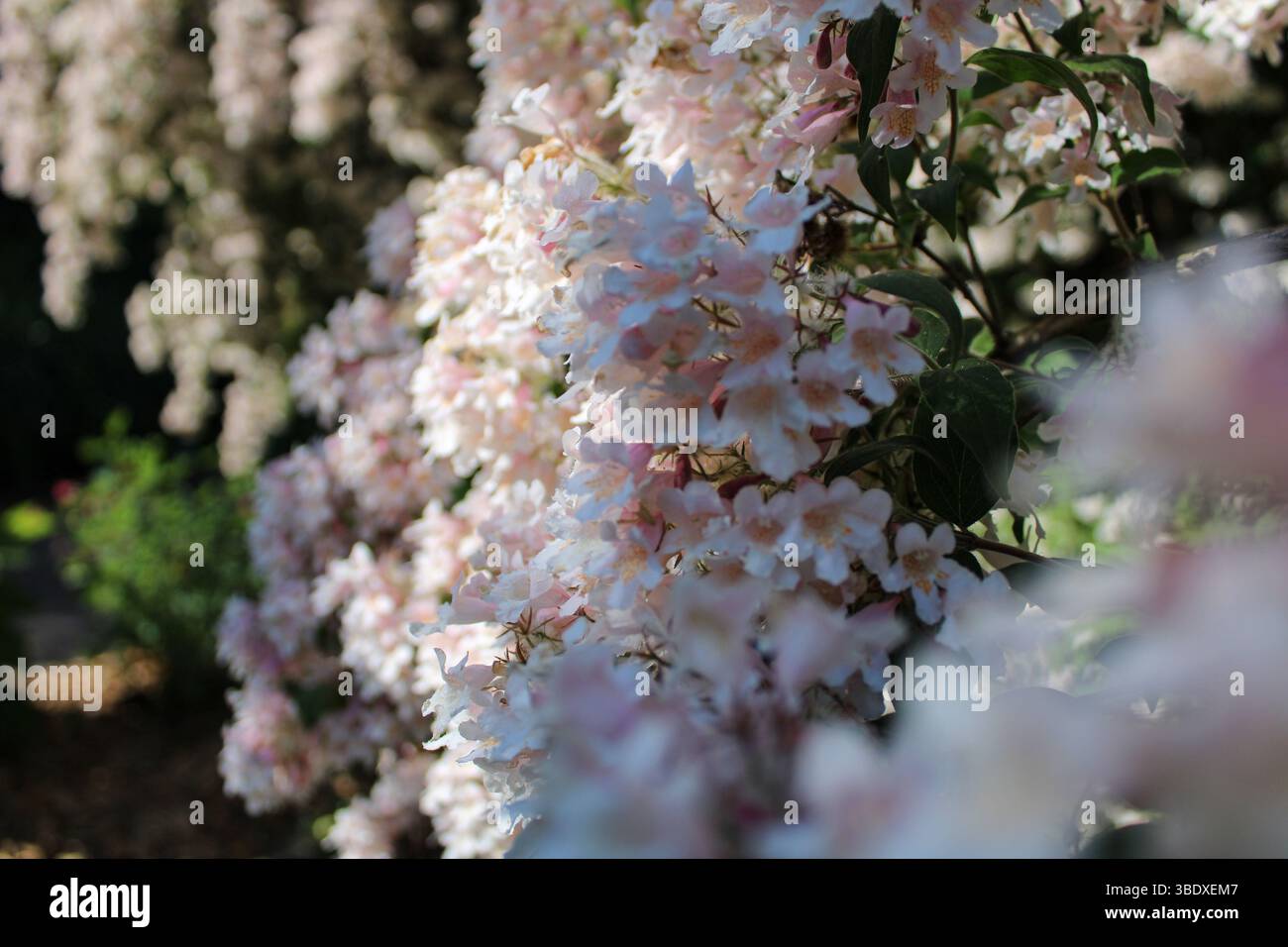 Romantica scena da giardino con arbusto Deutzia bianco e rosa blush in pieno fiore Foto Stock