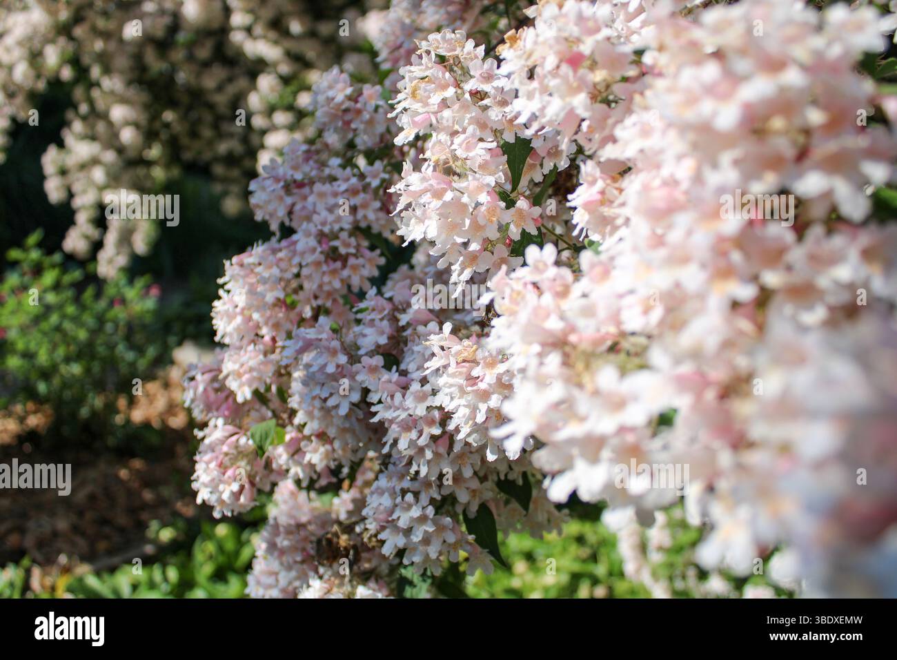 I fiori Deutzia rosa soffici sbocciano in un lussureggiante giardino all'aperto Foto Stock