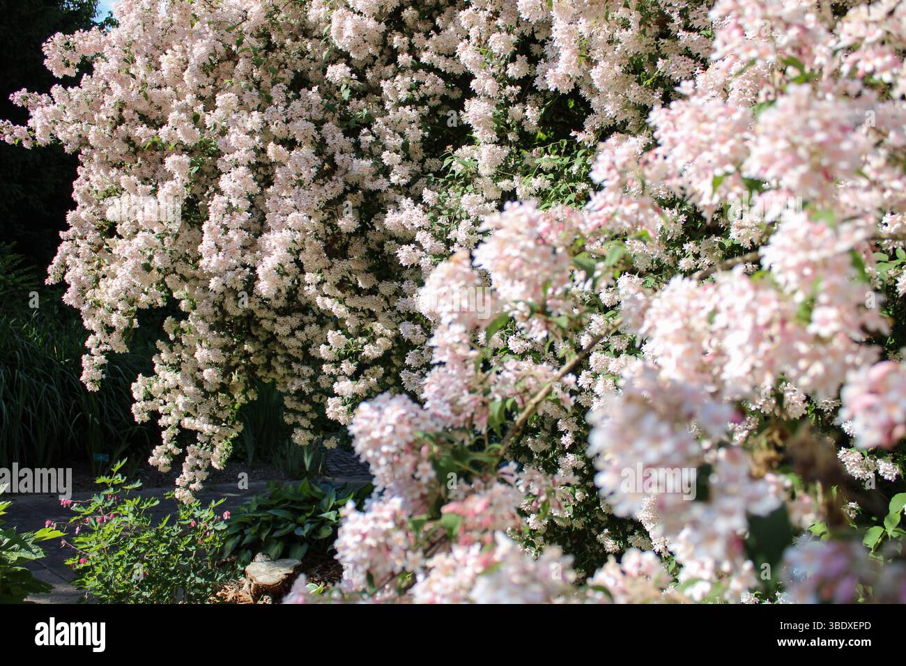 Deutzia fiorisce alla luce del sole – primo piano floreale del giardino primaverile Foto Stock