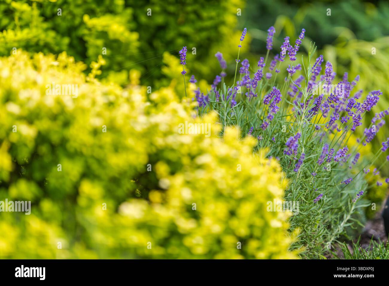 Le tonalità luminose della lavanda in fiore contrastano con i lussureggianti arbusti verdi in un tranquillo giardino. La luce del sole primaverile esalta l'atmosfera gioiosa della natura Foto Stock