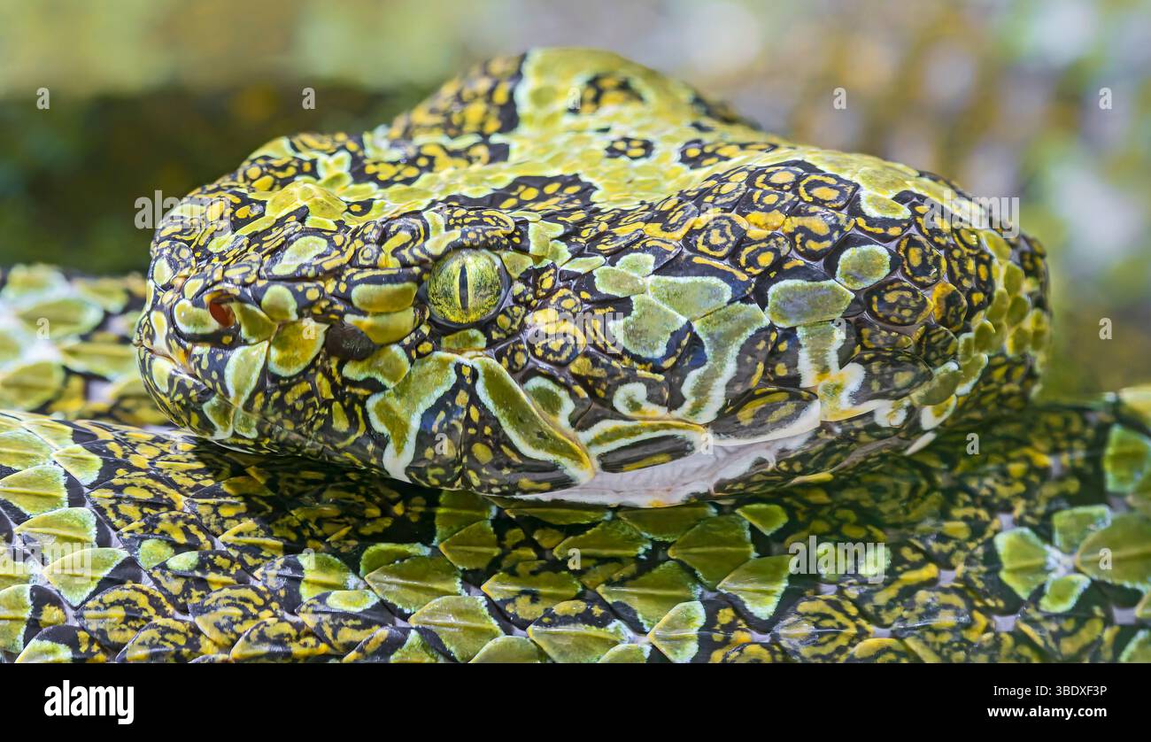 Vista ravvicinata di una vipera della fossa di Mangshan (Protobothrops mangshanensis) Foto Stock