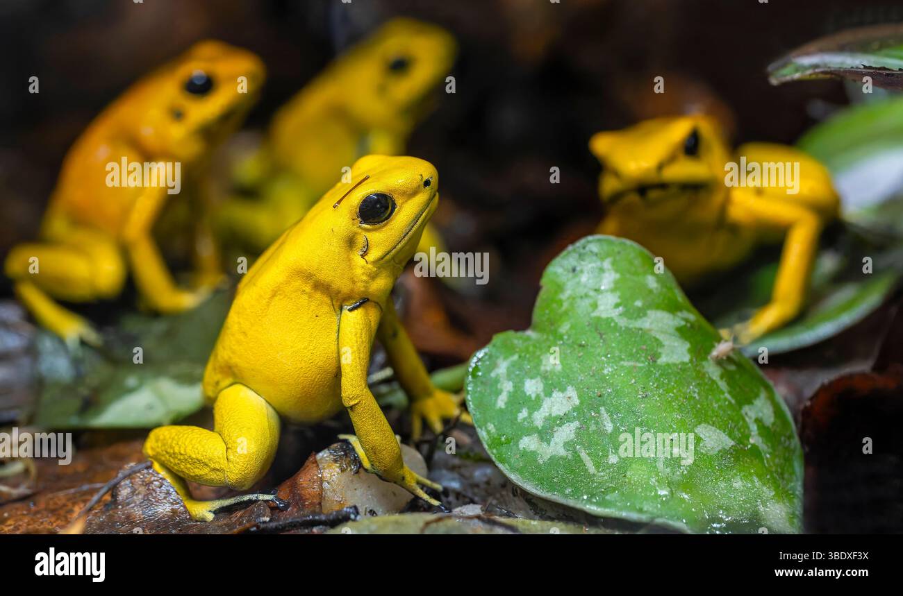 Vista ravvicinata di una rana veleno dorata (Phyllobates terribilis) Foto Stock