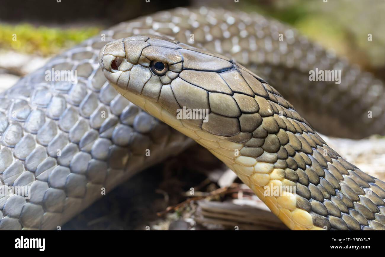 Vista ravvicinata di un cobra reale (Ophiophagus hannah) Foto Stock