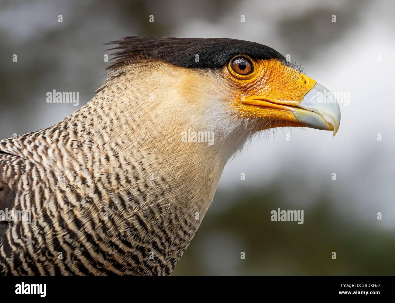Vista ravvicinata di una caracara cresta meridionale (Caracara plancus) Foto Stock