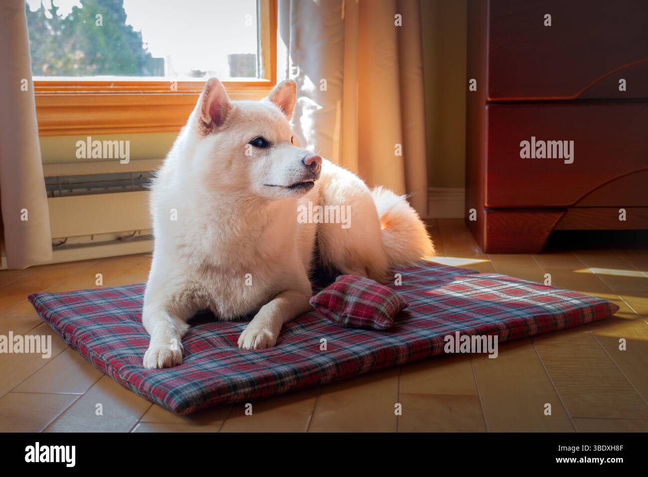 Soffice cane shiba inu color crema adagiato su un tappeto a quadri rosso in un'accogliente luce solare interna Foto Stock