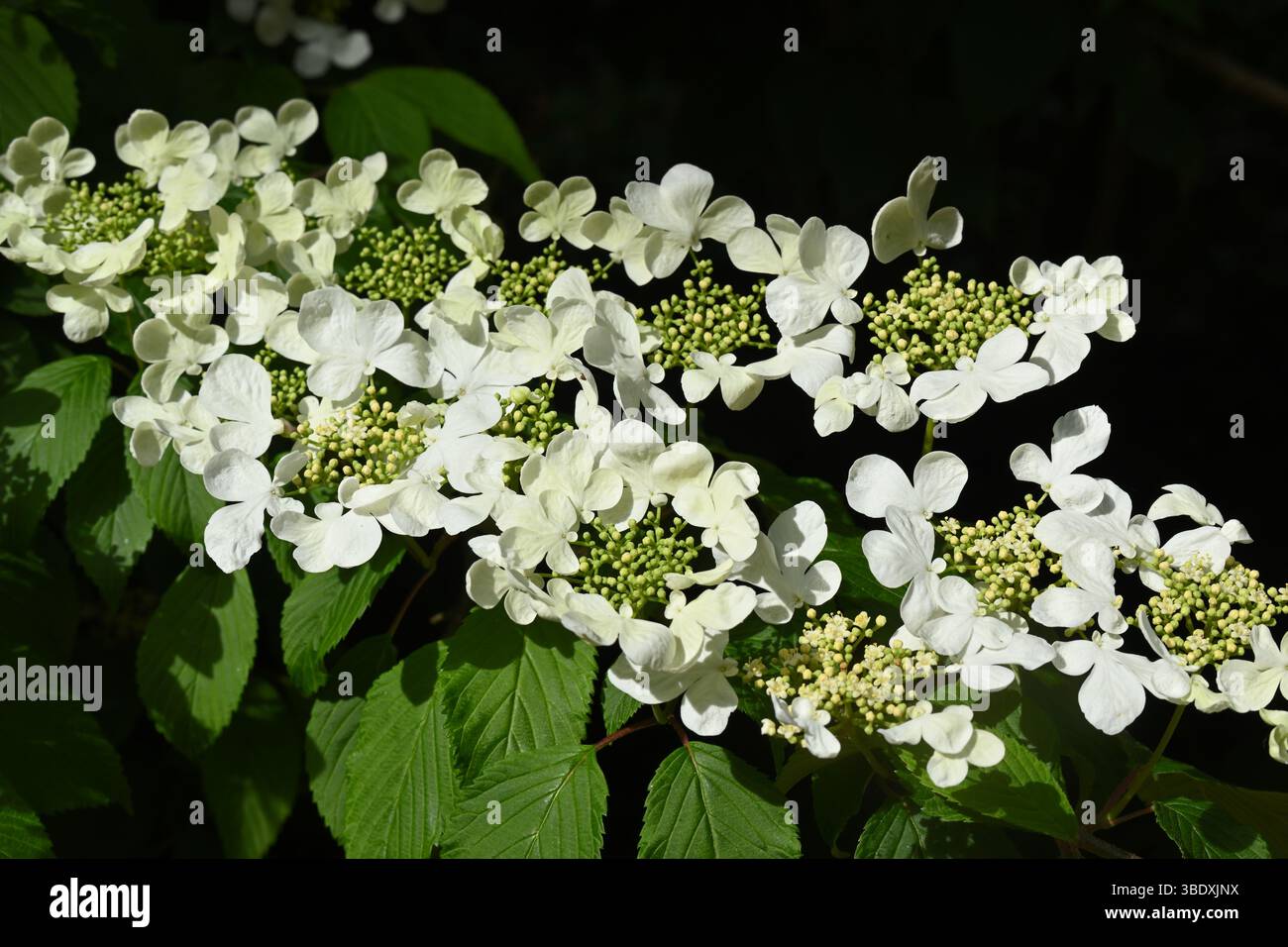 Fiori primaverili bianchi di Viburnum plicatum o Snowball giapponese UK Foto Stock