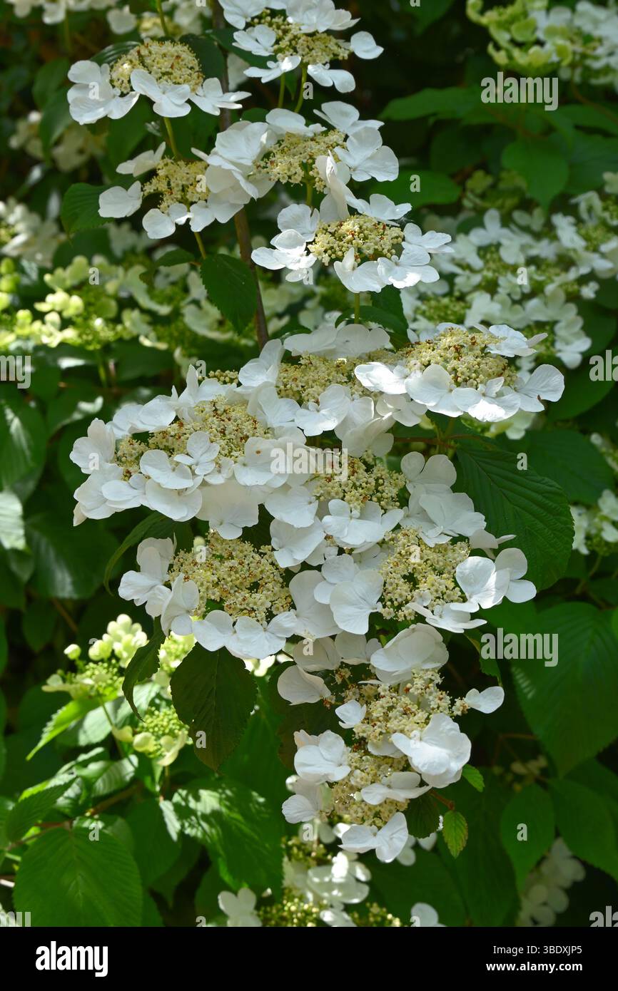 Fiori primaverili bianchi di Viburnum plicatum o Snowball giapponese UK Foto Stock