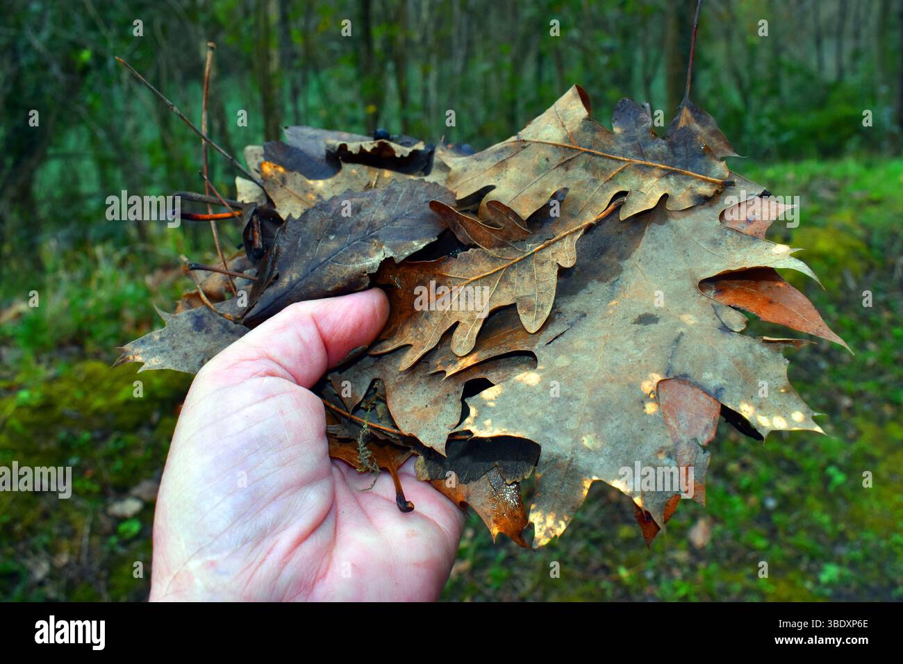 Lettiera o foglie secche su una mano raccolta dal terreno Foto Stock