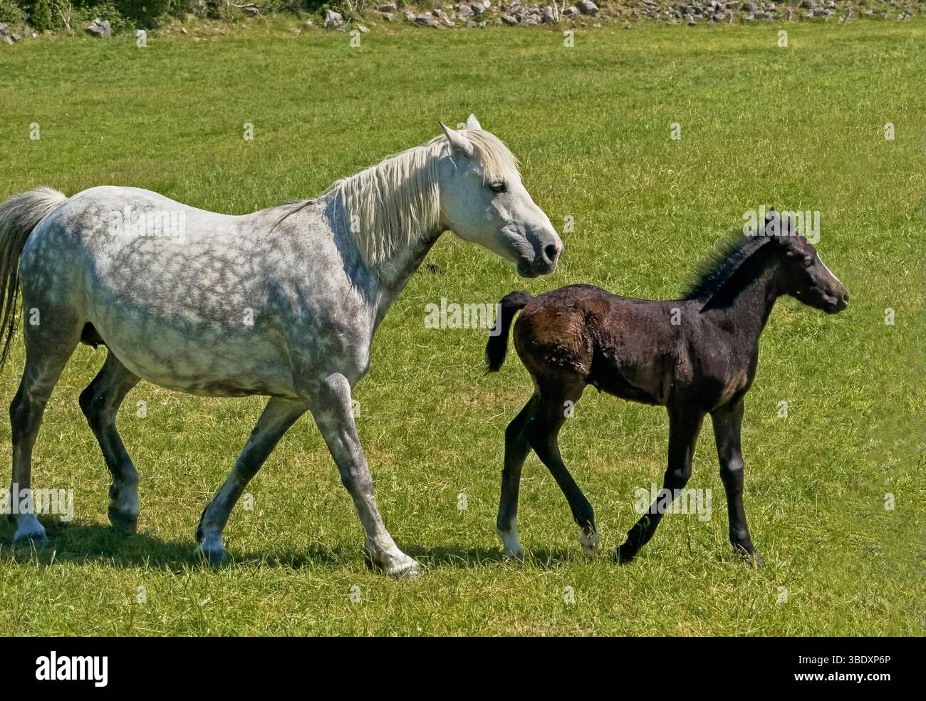 Un pony grigio mare Connemara e il suo puledro Foto Stock