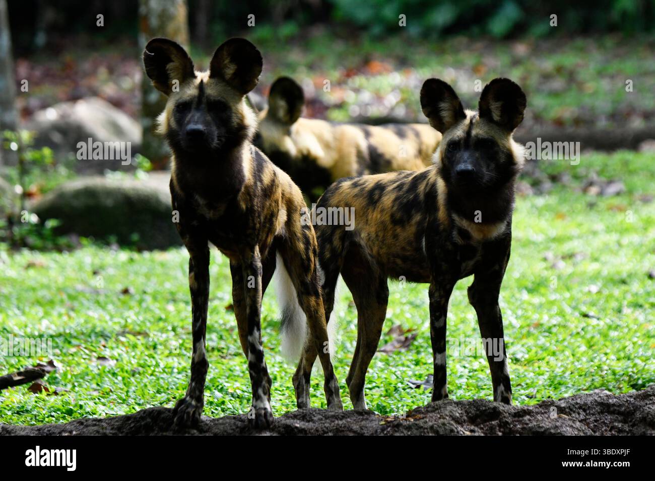 Lycaon in uno zoo di Singapore, Asia. Foto Stock