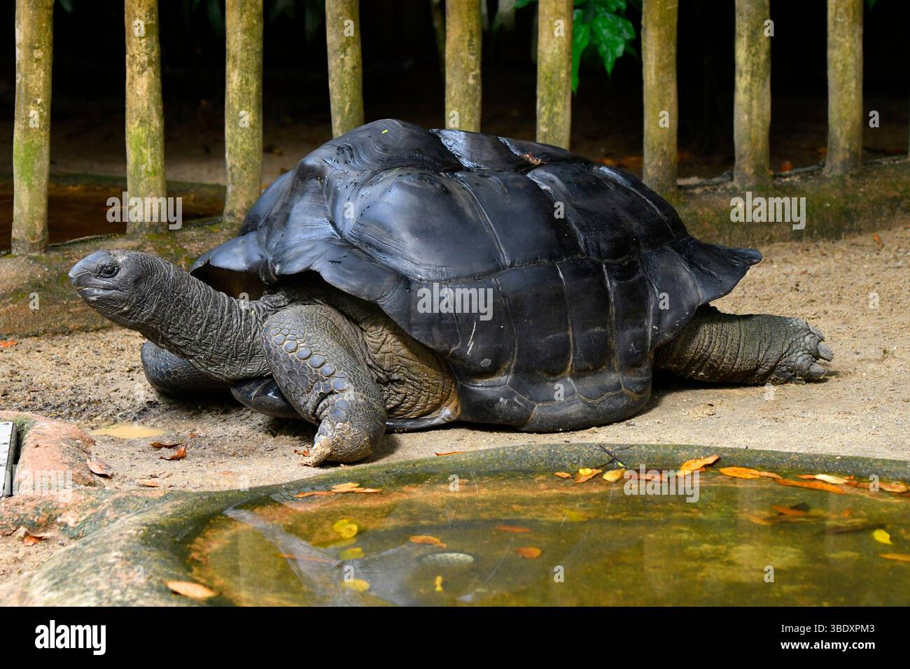Una tartaruga in uno zoo di Singapore, Asia. Foto Stock