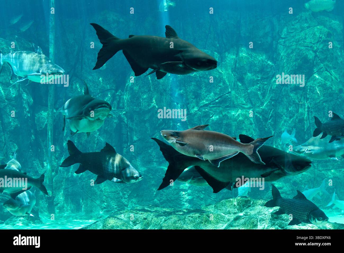 Il pesce gatto gigante Mekong nuota nell'acquario nel parco safari sul fiume Singapore, Singapore, Asia. Foto Stock