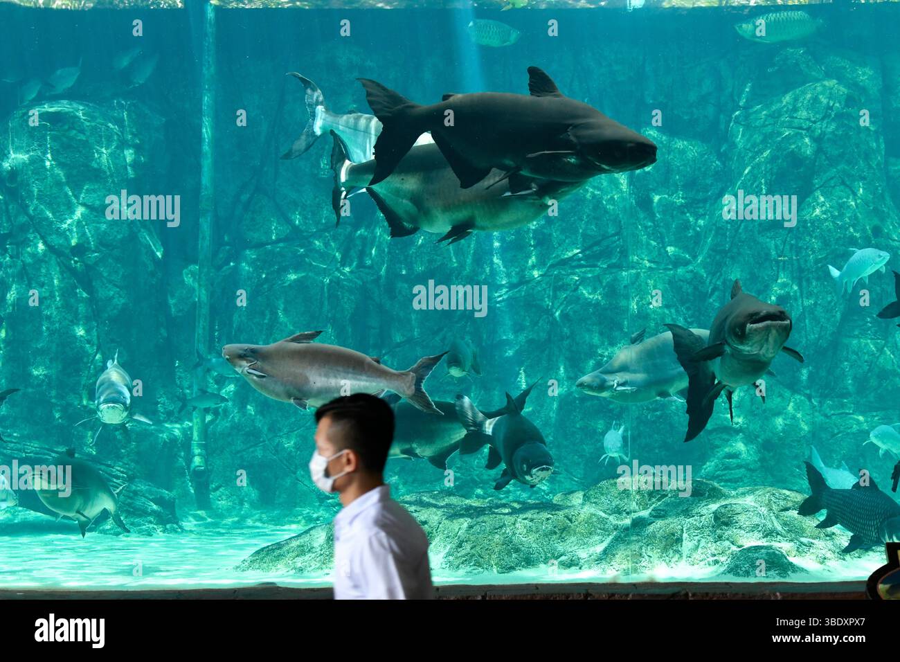 Il pesce gatto gigante Mekong nuota nell'acquario nel parco safari sul fiume Singapore, Singapore, Asia. Foto Stock