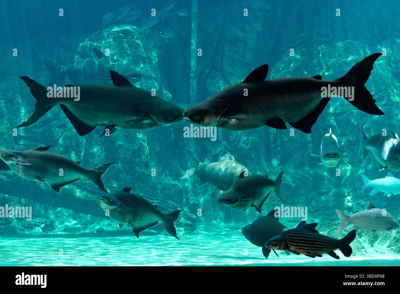 Il pesce gatto gigante Mekong nuota nell'acquario nel parco safari sul fiume Singapore, Singapore, Asia. Foto Stock