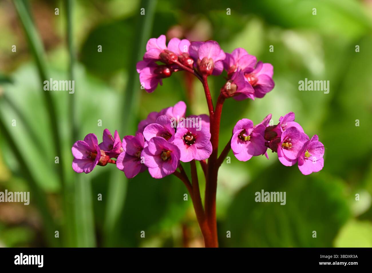 Fiori primaverili rosa e foglie lisce di orecchie di elefante, Bergenia 'Sunningdale' UK Garden May Foto Stock
