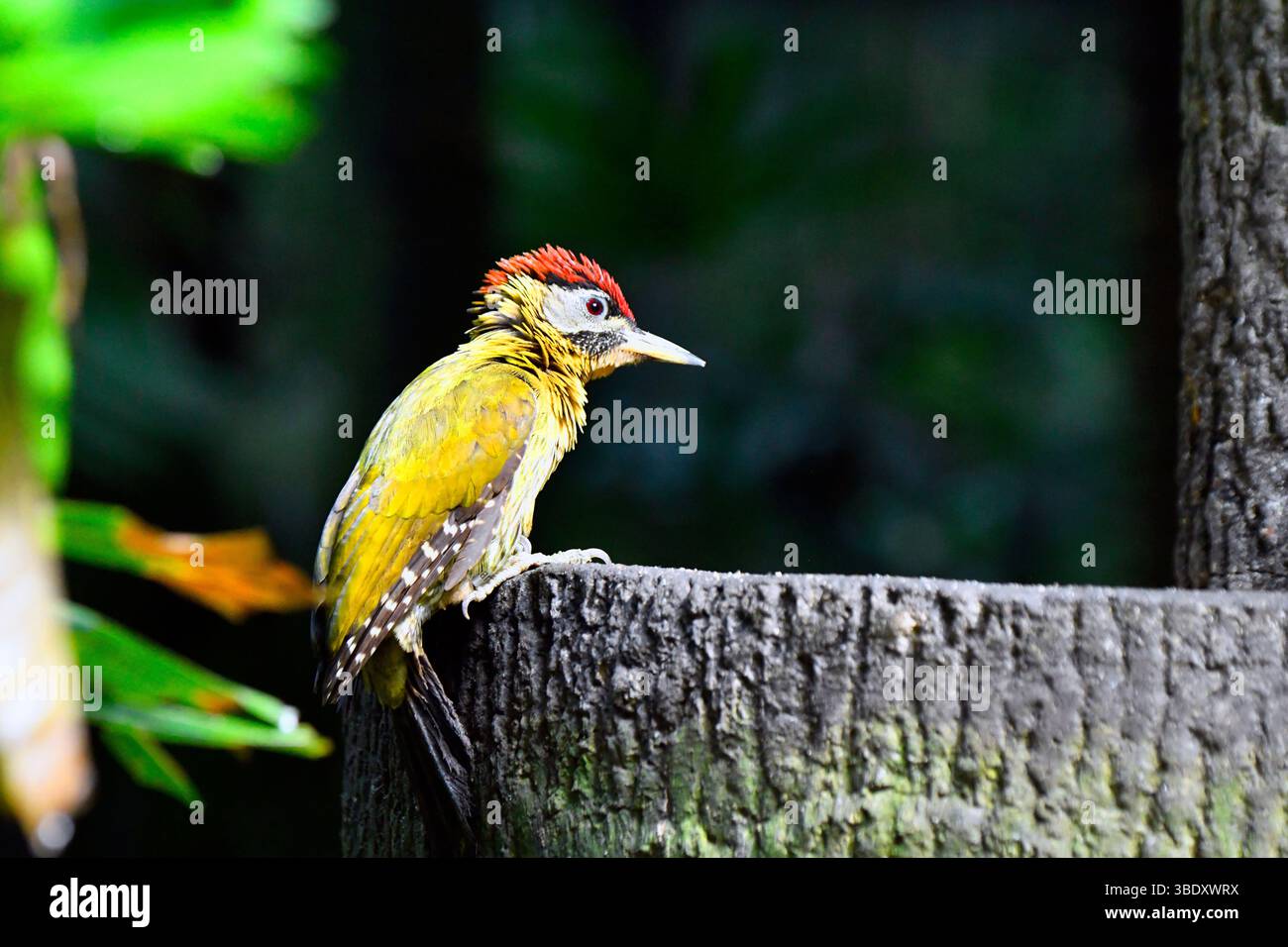 Un uccello nel parco degli uccelli di Jurong, Singapore, Asia. Foto Stock